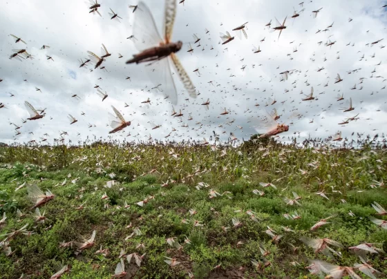 locust crisis
